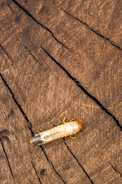 Close Shot White Maggot Fly Larva Wooden Background — Stock Photo, Image