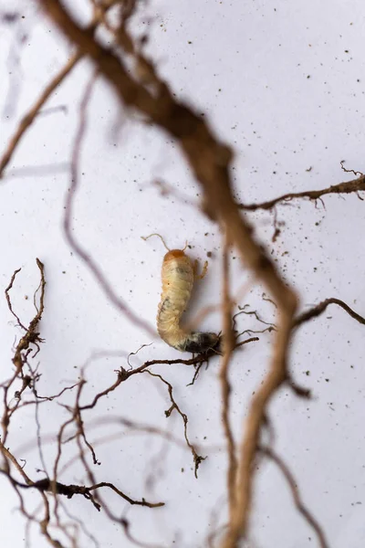 Close Tiro Larva Larva Branca Mosca — Fotografia de Stock