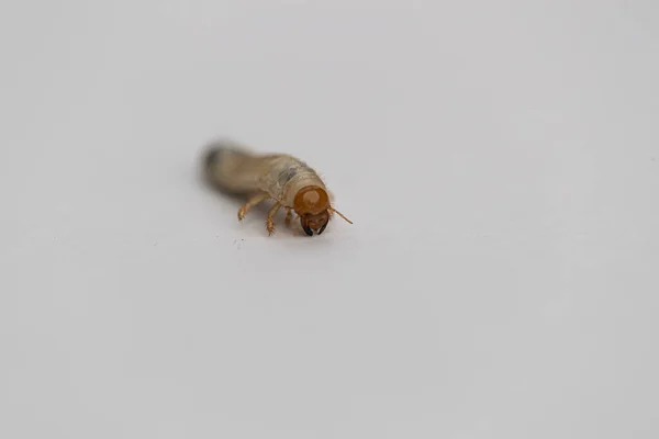 Primer Plano Gusano Blanco Larva Mosca —  Fotos de Stock