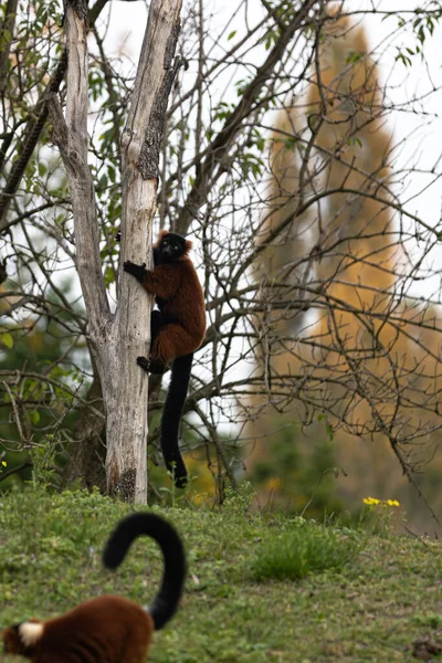 Närbild Bild Lemur Träd Djurparken — Stockfoto