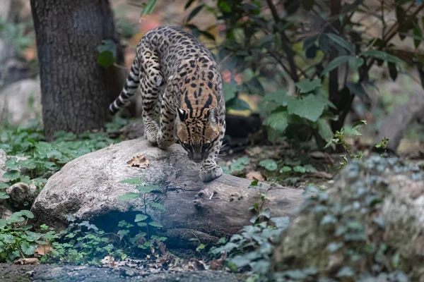 Zbliżenie Strzał Piękny Egzotyczny Kot Las — Zdjęcie stockowe