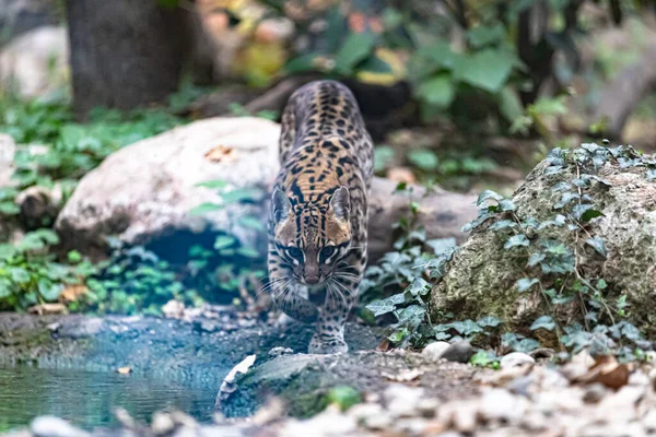 Primer Plano Hermoso Gato Exótico Bosque — Foto de Stock