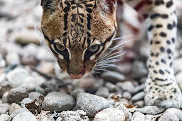 Gros Plan Beau Chat Exotique Dans Forêt — Photo