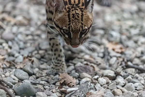 Zbliżenie Strzał Piękny Egzotyczny Kot Las — Zdjęcie stockowe