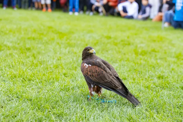 Villafranca tarihte, yeşil çimlerde kartal avlıyor