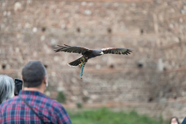 Villafranca Verona Italy October 2021 Villafranca History Event Bird Hunting — Stock Photo, Image