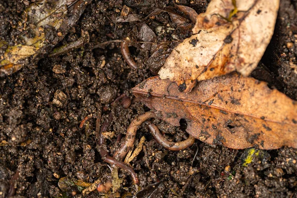 Close Shot Pile Worms Ground Stock Picture