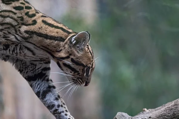 Close Shot Beautiful Exotic Cat Forest Stock Photo