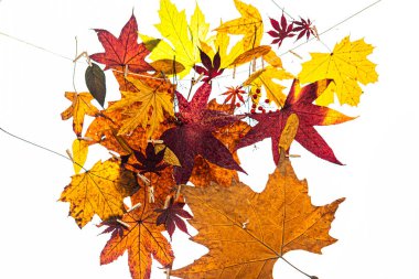 Sonbahar yapraklarının beyaz arkaplanda izole edilmiş yakın çekim görüntüleri