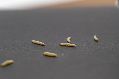 Beyaz kurtçukların yakın plan çekimi, sinek larvası.