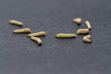 Beyaz kurtçukların yakın plan çekimi, sinek larvası.