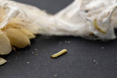 Beyaz kurtçuğun yakın plan çekimi, sinek larvası.