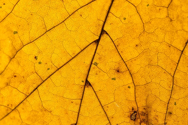 Nahaufnahme Von Trockenen Ahornblättern Gegenlicht — Stockfoto