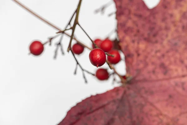 Close Tiro Folha Outono Cranberries Fundo Branco — Fotografia de Stock