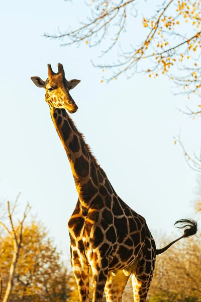 Мальовничі Постріл Красивих Жирафа Савани — стокове фото