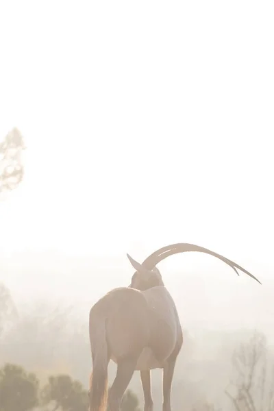 Gün Batımı Işınlarının Altında Güzel Afrika Antiloplarının Yakın Plan Çekimi — Stok fotoğraf