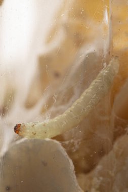 Beyaz kurtçukların yakın plan çekimi, sinek larvası.