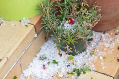 Evin arka bahçesinde buzla kaplı saksıların yakın plan çekimi.