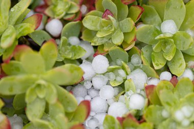 Buzla kaplı saksıdaki sulu bitkilerin yakın plan çekimi.