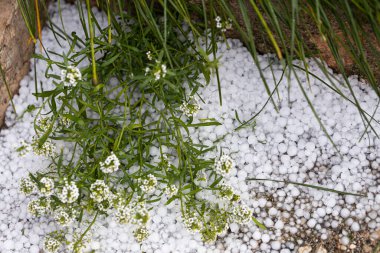 Bahçede büyüyen, buzla kaplı çiçeklerin yakın plan çekimi.