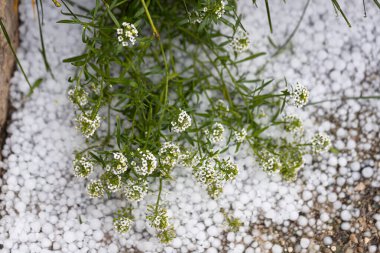 Bahçede büyüyen, buzla kaplı çiçeklerin yakın plan çekimi.