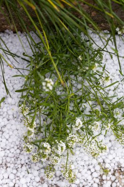 Bahçede büyüyen, buzla kaplı çiçeklerin yakın plan çekimi.