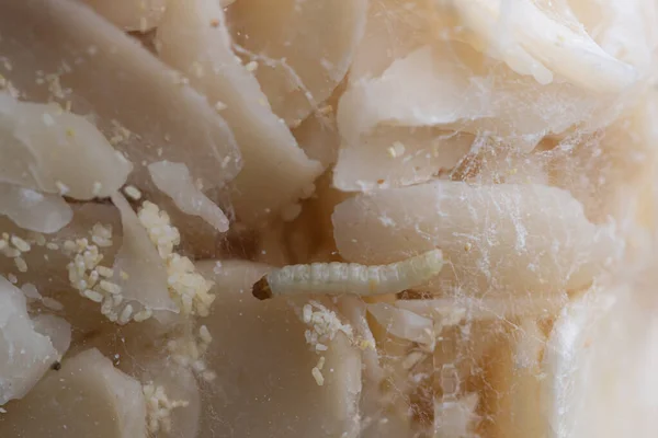 Beyaz Kurtçukların Yakın Plan Çekimi Sinek Larvası — Stok fotoğraf