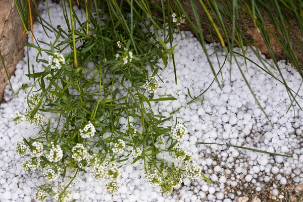Bahçede büyüyen, buzla kaplı çiçeklerin yakın plan çekimi.