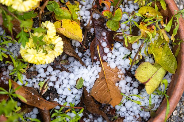 Buzlu orman zemininin yakın çekim görüntüsü.