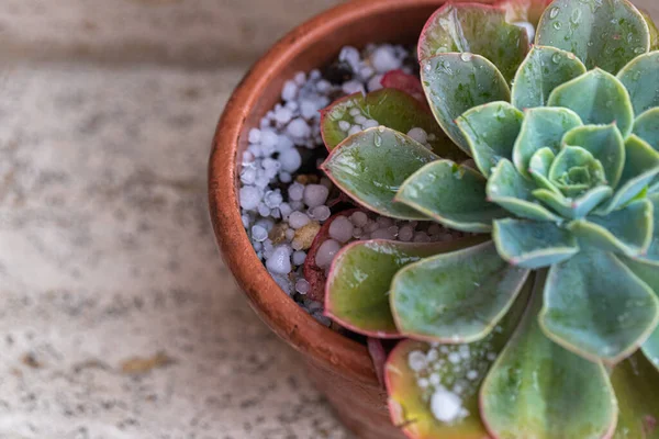 Close Shot Van Sappige Plant Bloempot Bedekt Met Ijs Hagel — Stockfoto