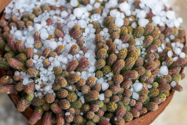 Крупный План Сочного Растения Цветочном Горшке Покрытом Ледяным Градом — стоковое фото