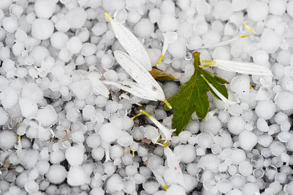 Yaprakların ve çiçeklerin yakın plan çekimi buzla dolu.