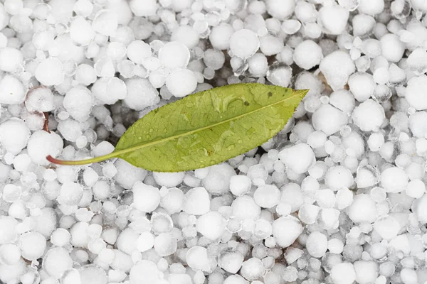 Close Shot Fallen Leaf Ice Hail Royalty Free Stock Images