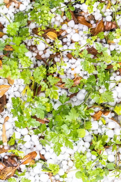 Primer Plano Terreno Forestal Con Granizo Hielo Fotos De Stock Sin Royalties Gratis