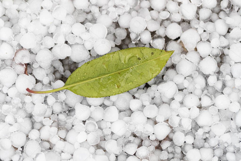 close-up shot of fallen leaf with ice hail