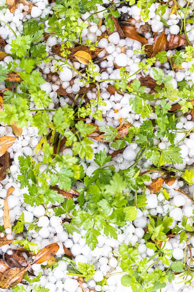 close-up shot of forest ground with ice hail
