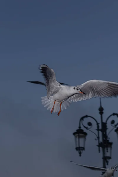 Close Shot Seagull Stormy Sky Background — Stock Photo, Image