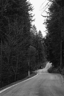 İnsanlar ormanda yolda yürüyor.