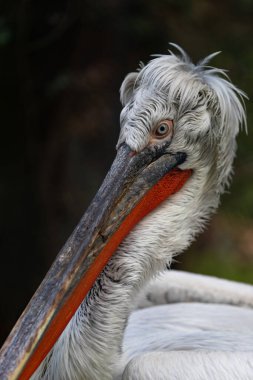 Doğadaki güzel leylek kuşunun manzarası