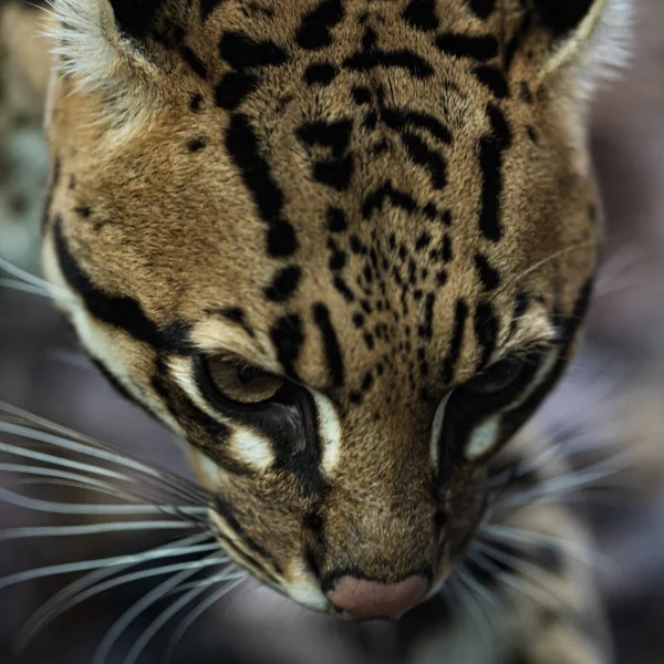 Vista Ravvicinata Bel Leopardo All Aperto — Foto Stock