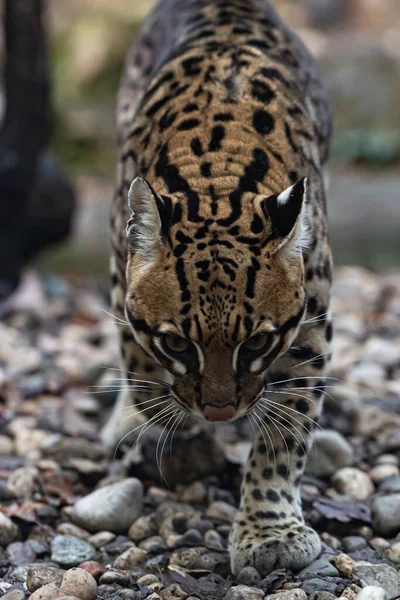 Zblízka Pohled Krásné Leopard Venku — Stock fotografie