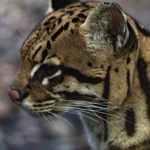 Primer Plano Vista Hermosa Salvaje Gato Aire Libre — Foto de Stock