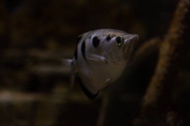 Akvaryumdaki balık manzarası çok güzel.