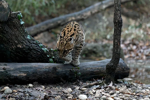 Zblízka Ocelot Zvíře Portrét Divokého Zvířete — Stock fotografie