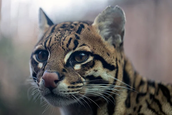 Close Ocelot Animal Retrato Animal Selvagem — Fotografia de Stock