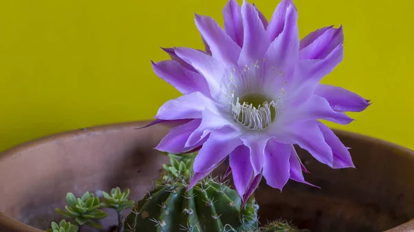 Roze Cactus Bloem Een Pot — Stockfoto