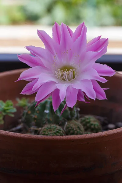 Flor Cactus Rosa Una Maceta —  Fotos de Stock