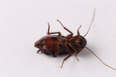 Beyaz arka planda ölü hamamböceği göbeği