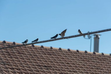 Gergin bir telin üzerindeki hatunları yut
