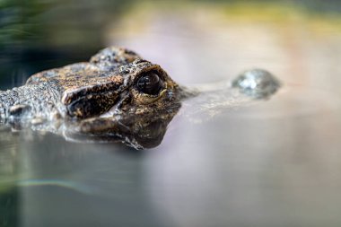 close-up shot of crocodile in zoo